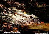 Baby Caiman Sunbathing